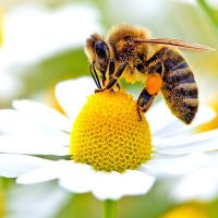 سوالات پرورش زنبور عسل رایگان