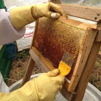 نمونه سوالات پرورش زنبور عسل رایگان
