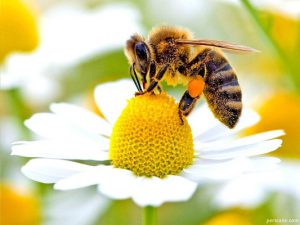 سوالات پرورش زنبور عسل رایگان
